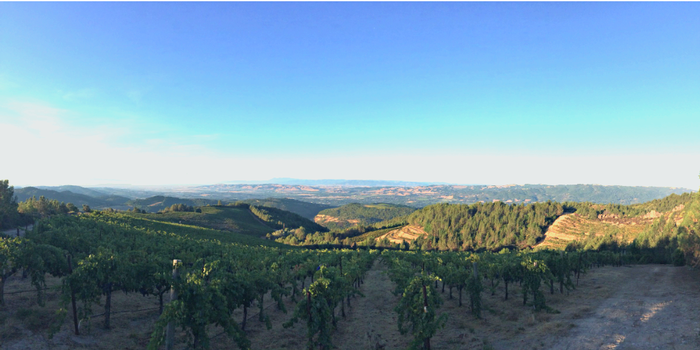 Hanna Winery vineyard