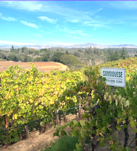 Hanna winery Vineyard