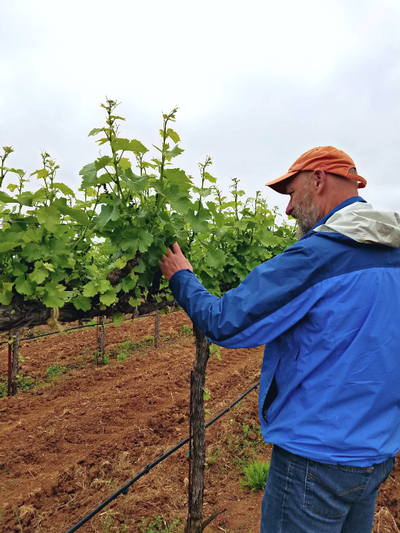 Jeff working in the vineyard