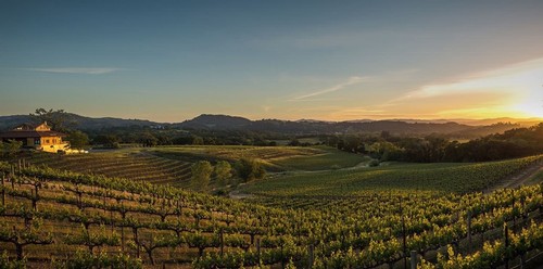 Hanna Winery Vineyard at sunset