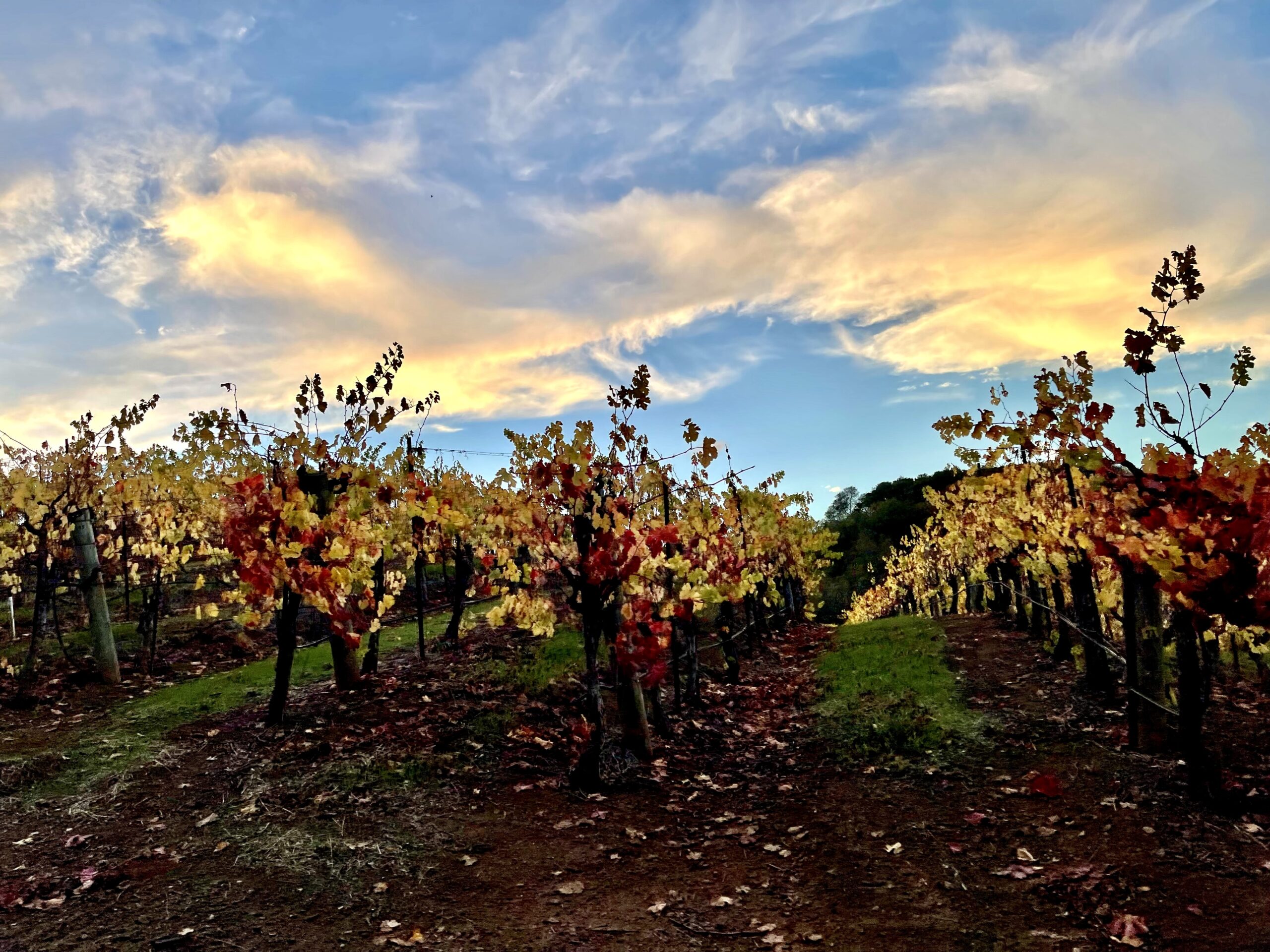 Dry Creek Mountain Vineyards