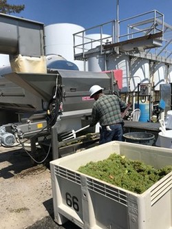 Javier Mendoza processing Sauvignon Blanc grapes.