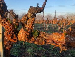 Hanna WIney Vineyards