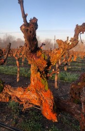 Hanna WIney Vineyards