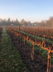 Hanna WIney Vineyards