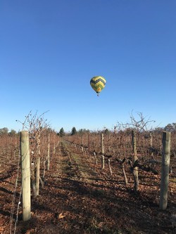 Vineyard in December