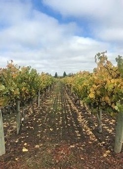 Vineyard in October
