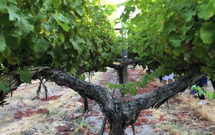 Hanna Winery Vines in the vineyard