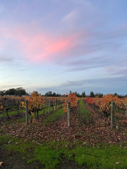 Vineyard in November