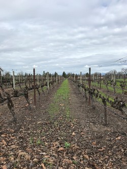 Vines After Pruning