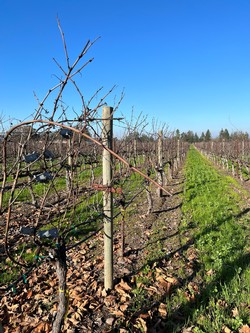 Vines Before Pruning